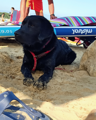 Labrador nero disponibile per accoppiamento