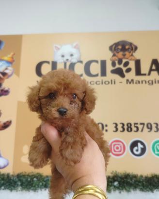 Barboncini mini Toy Red compas KLARNA scalapay