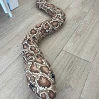 Peluche di serpente