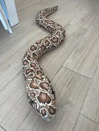Peluche di serpente