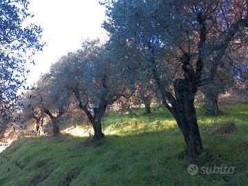 Oliveto e Bosco e possibilità di annesso agricolo