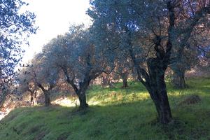 Oliveto e Bosco e possibilità di annesso agricolo