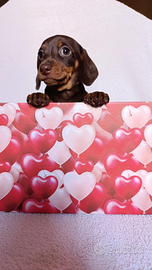 Bassotto Tedesco pelo corto