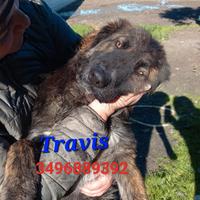 Cuccioli simil pastore