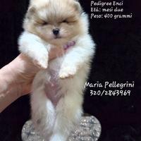 Spitz Pomerania-Pedigree Enci
