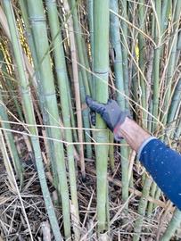 canne bamboo
