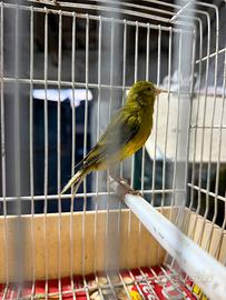 Spagnolo Maschio 2025