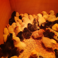 Pulcino Cemani Marans Olive egger