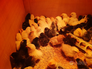 Pulcino Cemani Marans Olive egger