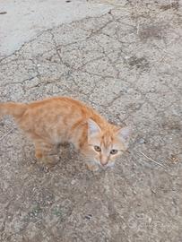 gattini rossi