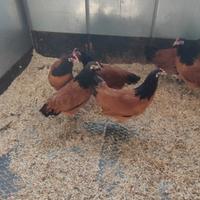 Galline