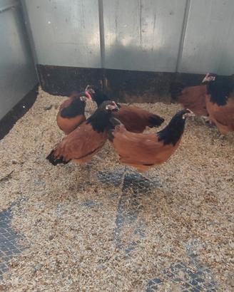 Galline