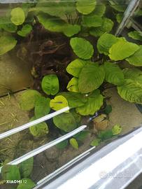 Pesci Guppy Endler Caridine