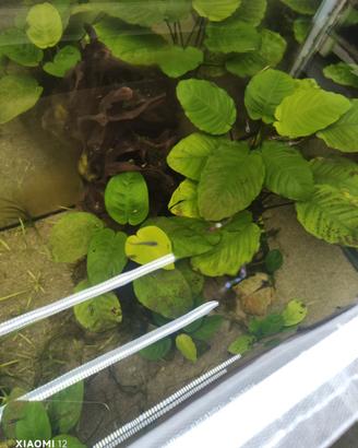 Pesci Guppy Endler Caridine