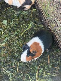 Cavia porcellino d india