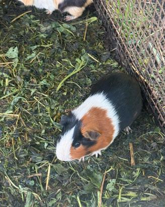 Cavia porcellino d india