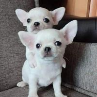 CHIHUAHUA TOY CUCCIOLI bianchi da 50euro al mese