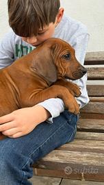 Unici esemplari di Rhodesian Ridgeback