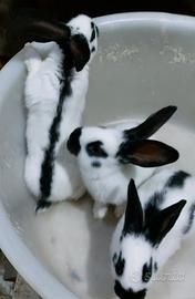 Conigli papillon