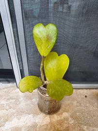 Hoya varie