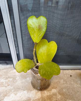 Hoya varie