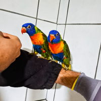 Lory arcobaleno allevati a mano