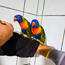 Lory arcobaleno allevati a mano
