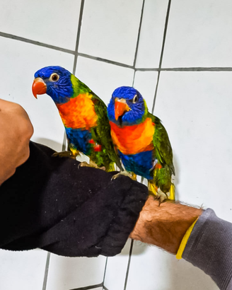 Lory arcobaleno allevati a mano