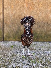 Galline padovane
