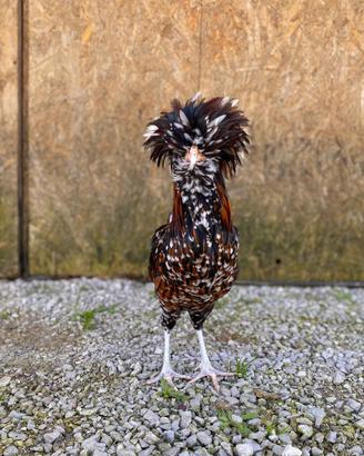 Galline padovane