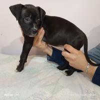 Cucciole American Pitbull Terrier