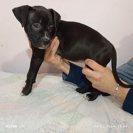 Cucciole American Pitbull Terrier