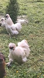 Galli Moroseta