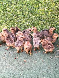 pulcini gallina legbar 