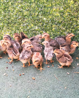 pulcini gallina legbar 