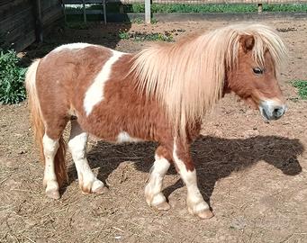 Pony SHETLAND