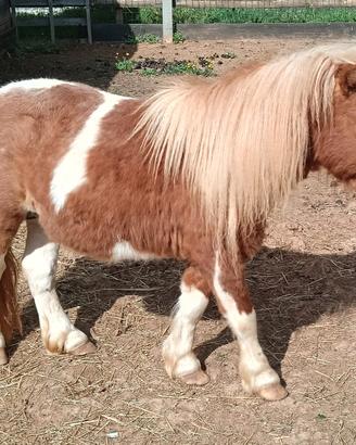Pony SHETLAND