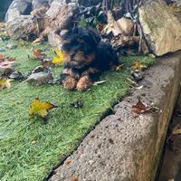Yorkshire Terrier femmina
