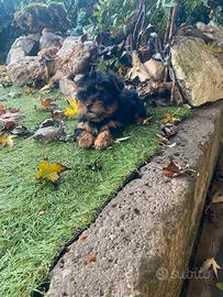 Yorkshire Terrier femmina