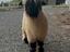 Immagine 1