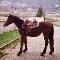 Puledro