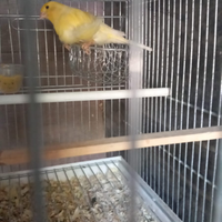 Canarini arricciati del nord femmine