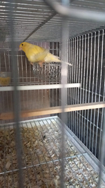 Canarini arricciati del nord femmine