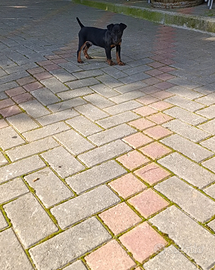 Jagd terrier cuccioli