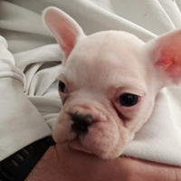 Bulldog francese esotico