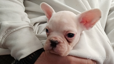 Bulldog francese esotico