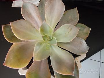pianta grassa Echeveria spotted 1 talea 