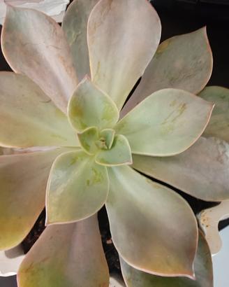 pianta grassa Echeveria spotted 1 talea 