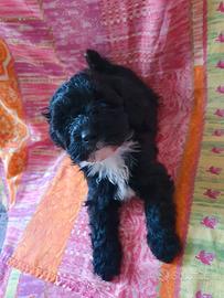 Maltipoo cucciolo maschietto