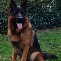 Cuccioli di pastore tedesco